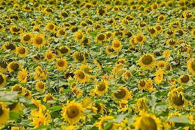 《最终幻想16》的世界不是很友善 但也不会过于黑暗残酷